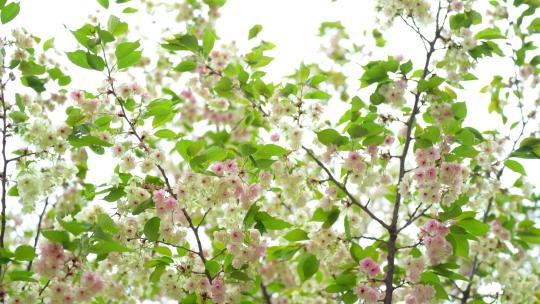 4K植物素材——绿色樱花郁金樱视频素材模板下载