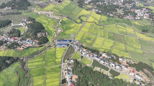 长沙望城茶亭油菜花海