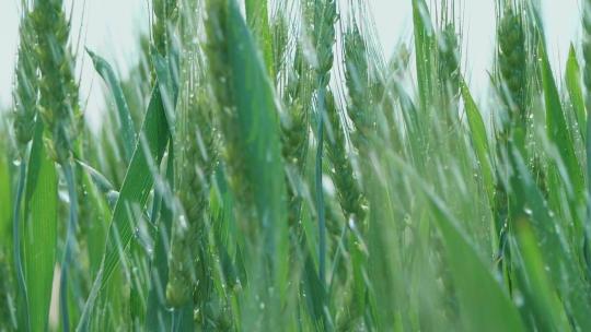 小麦麦田麦穗青小麦灌浆期唯美麦穗视频素材模板下载