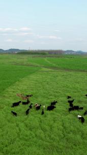 航拍草原上吃草的羊群