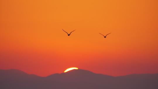 日落天空中飞翔的海鸥视频素材模板下载