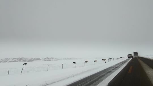 西藏旅游317国道车窗外白雪皑皑牧民马匹