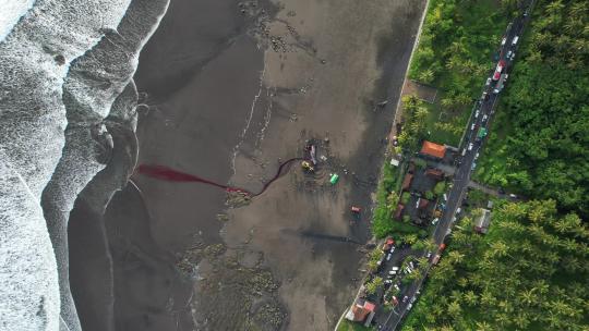 抹香鲸搁浅 血染海滩视频素材模板下载