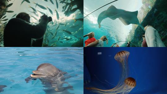 【合集】水族馆 鱼类 近距离观看 海底世界