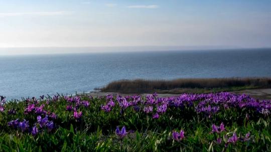 717_海边草地上的紫色花朵