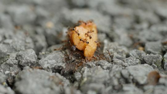 蚂蚁搬运食物