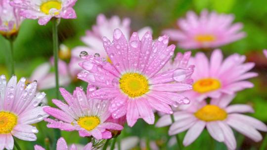 春天雨中的菊花