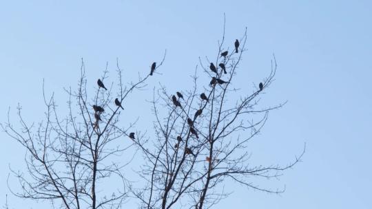 冬季 枯树 树上的喜鹊 高清视频