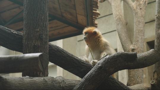 珍惜动物金丝猴正在吃饭进食