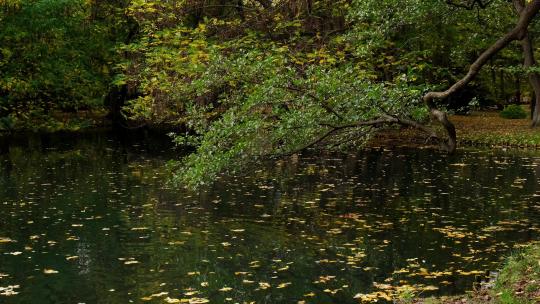 秋叶漂浮在水面上。湖面上的落叶。大自然的风景落橙叶在黑暗的湖水位上航行。