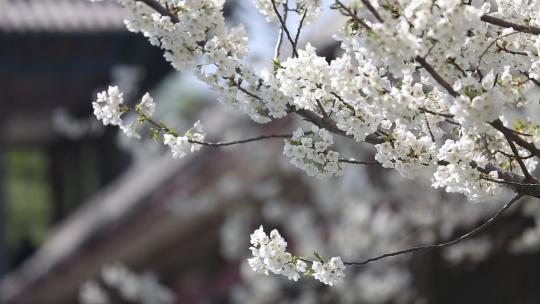 济南五龙潭，春季樱花植物盛开洁白如雪