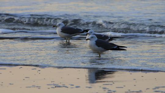 威海金海湾沙滩上的海鸥