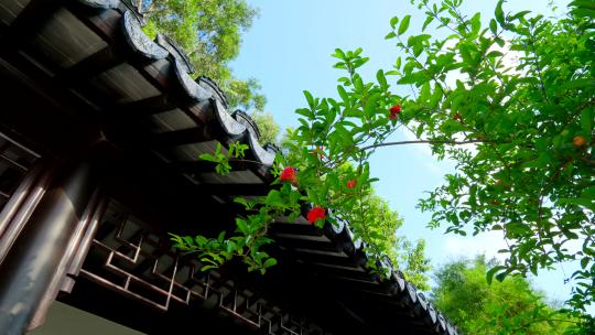 中式园林庭院石榴树石榴花视频素材模板下载