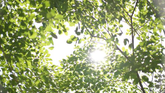 4K Log 透着阳光的森林树叶视频素材模板下载