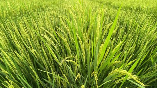 杂交水稻制种稻田高的雄株和矮的雌株