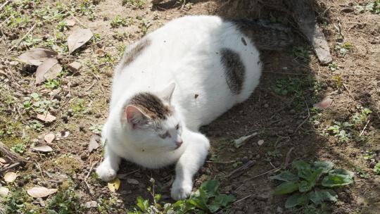 可爱猫咪4K实拍镜头