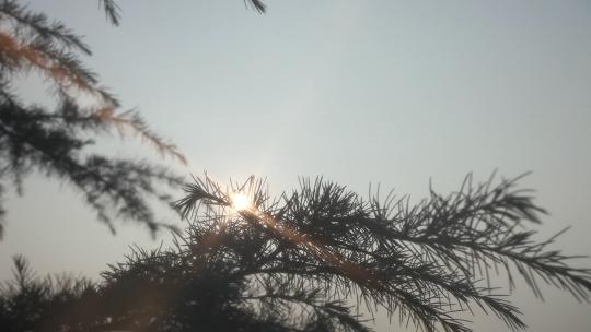 阳光树太阳