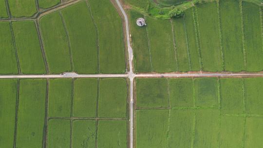 深圳光明小镇欢乐田园-水稻田航拍