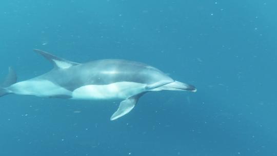海豚 海豚捕鱼 海洋生物 一群海豚