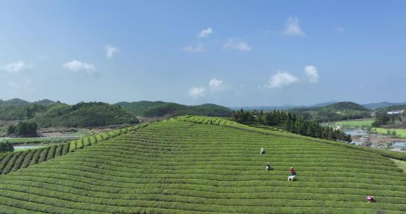春天美丽的茶叶种植园航拍视频