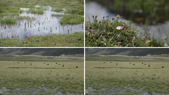 西藏高原牦牛湿地