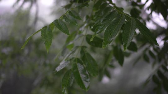 雨天雨季树林树荫树叶