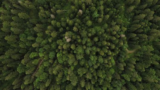 航拍鸟瞰森林视频素材模板下载