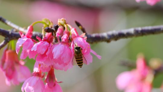 春暖花开春天樱花蜜蜂采蜜