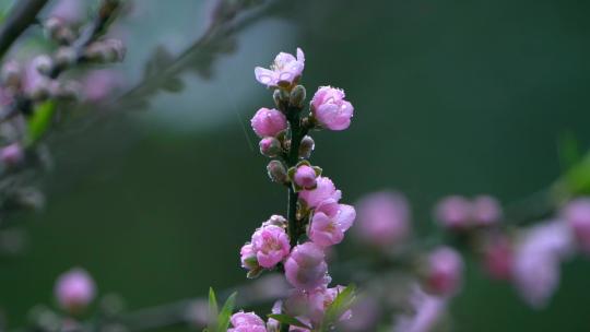 桃花桃花林桃花源