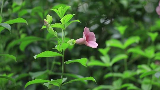 紫蝉花，春天花开