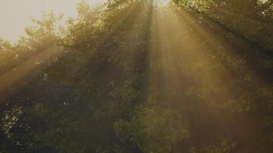 森林阳光折射 阳光透射 阳光穿过森林 晨曦