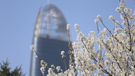 济南五龙潭，春季樱花植物盛开洁白如雪