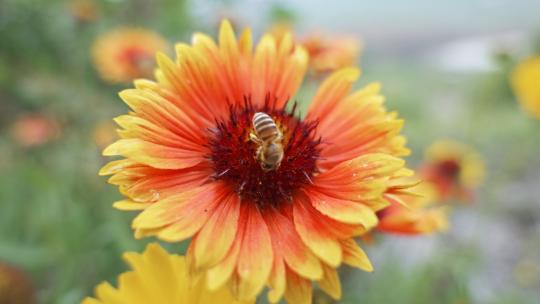 4k 实拍盛开花朵蜜蜂采蜜