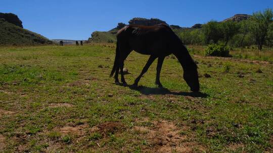 马在野外吃草