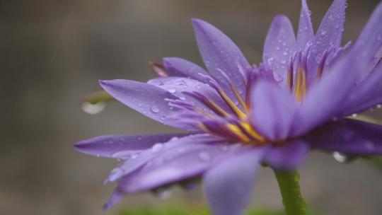 沾满雨水的紫色花朵视频素材模板下载