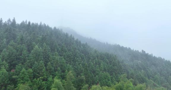 飞越迷雾中的森林树木