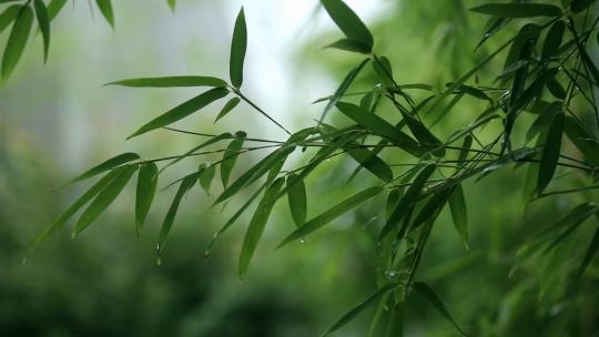 清新写意的竹叶