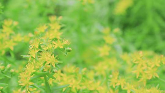 佛甲草花佛指甲狗牙菜铁指甲金莿插