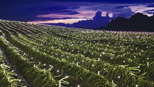 火龙果种植基地夜景航拍