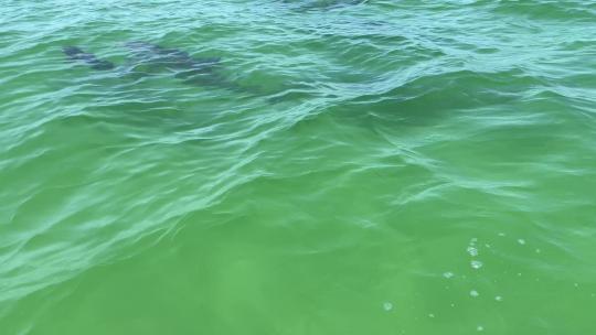 幼年海豚与母亲和豆荚一起游泳