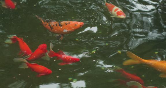下雨池塘鲤鱼