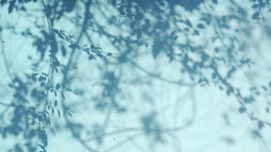 夏天蓝色墙面上的树叶光影清新空镜