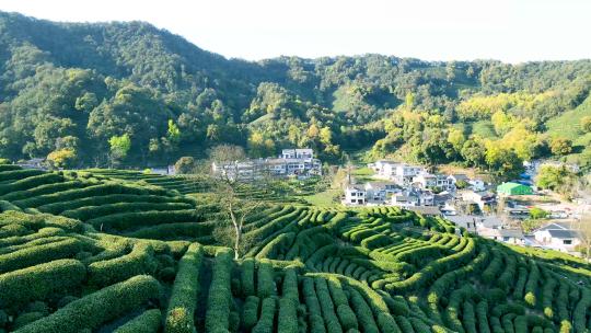 4k 航拍杭州西湖龙井高山茶山茶叶