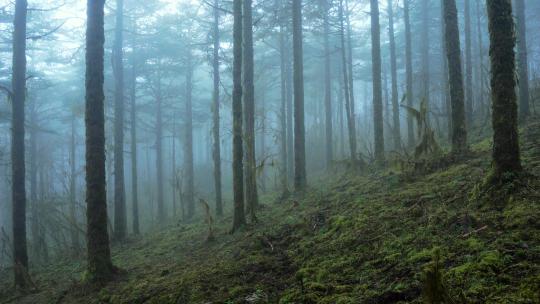 阴雨天气迷雾森林