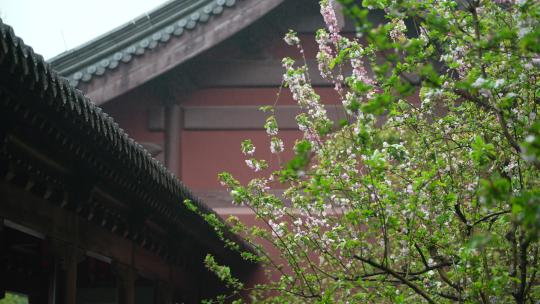 杭州钱王祠春天清明节雨天古建筑自然唯美