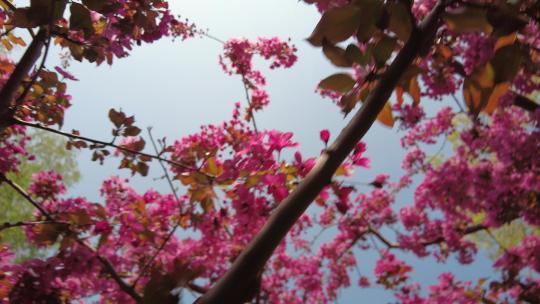 春天森林公园海棠花盛放唯美清新浪漫户外视频素材模板下载