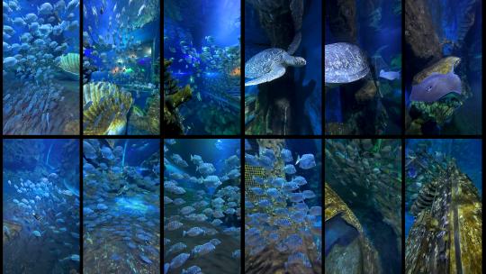 海洋馆鱼群海龟蝙蝠鱼魟鱼刺鳐黄貂鱼高清在线视频素材下载