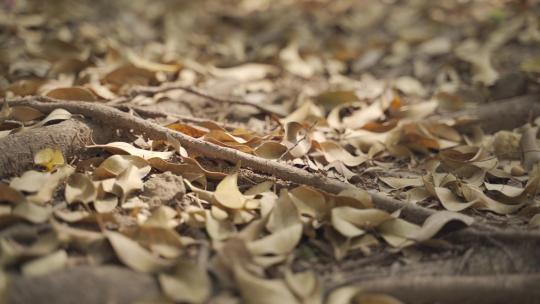 秋天落叶归根 阳光下的树影视频素材模板下载