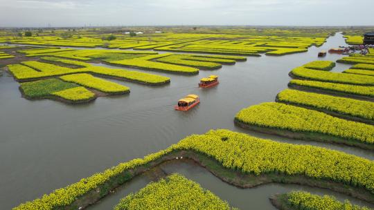 原创江苏泰州兴化千垛景区水上油菜花风光