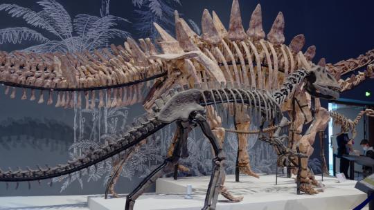 自然博物馆恐龙化石视频素材模板下载